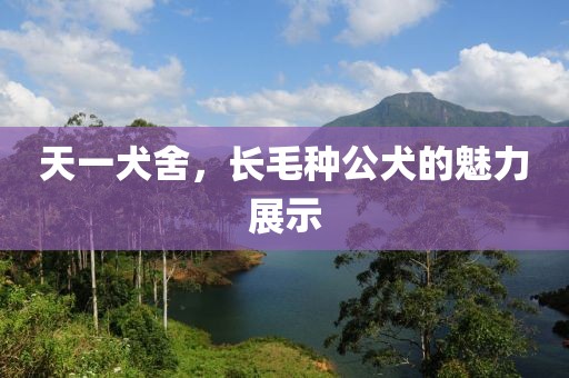 天一犬舍，長(zhǎng)毛種公犬的魅力展示