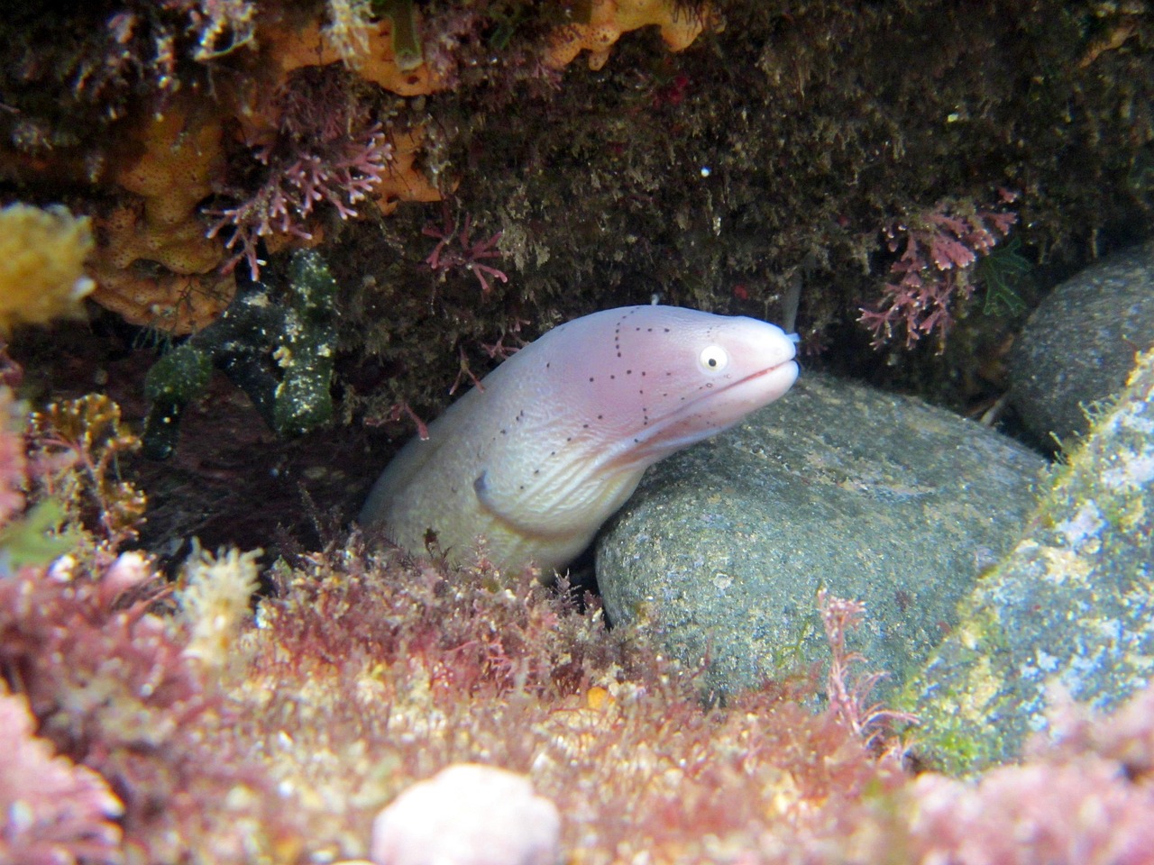 探索海洋霸權(quán)，最新360海島奇兵下載指南