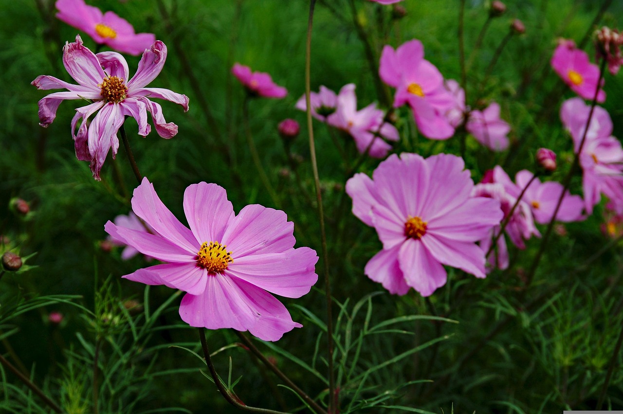 三峽花苑，時代風采與花朵的綻放同步前行