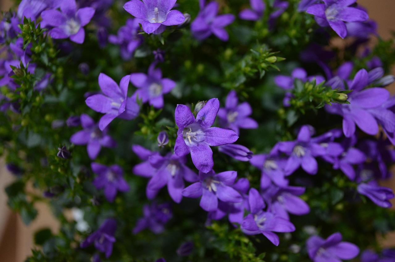 燕郊四季花都最新動態(tài)，城市未來之花綻放，花朵與都市共成長