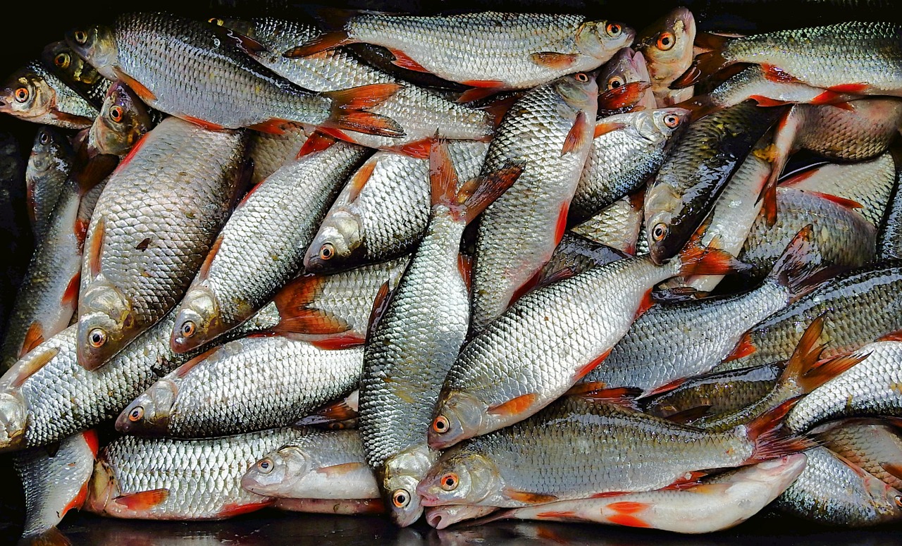 浦魚達人最新版本下載，全新功能與特色體驗